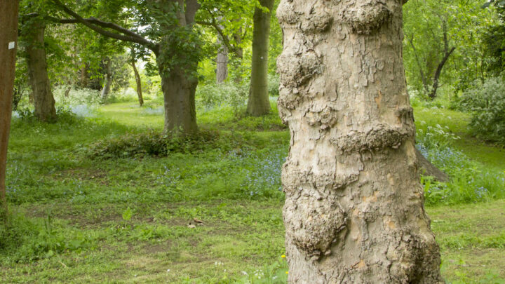 Header image for Hammond Arboretum NGS Open Day