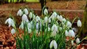 Featured image for East Carlton Country Park
